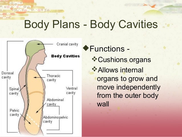 AP Biology Ch 27 Introduction to Animal Diversity