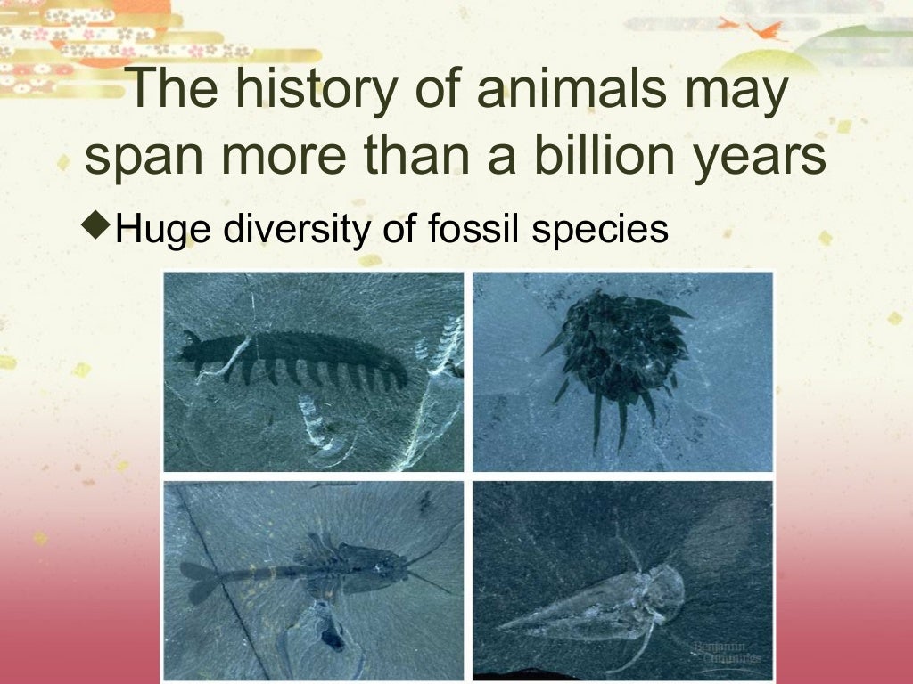 Importance of animal diversity image