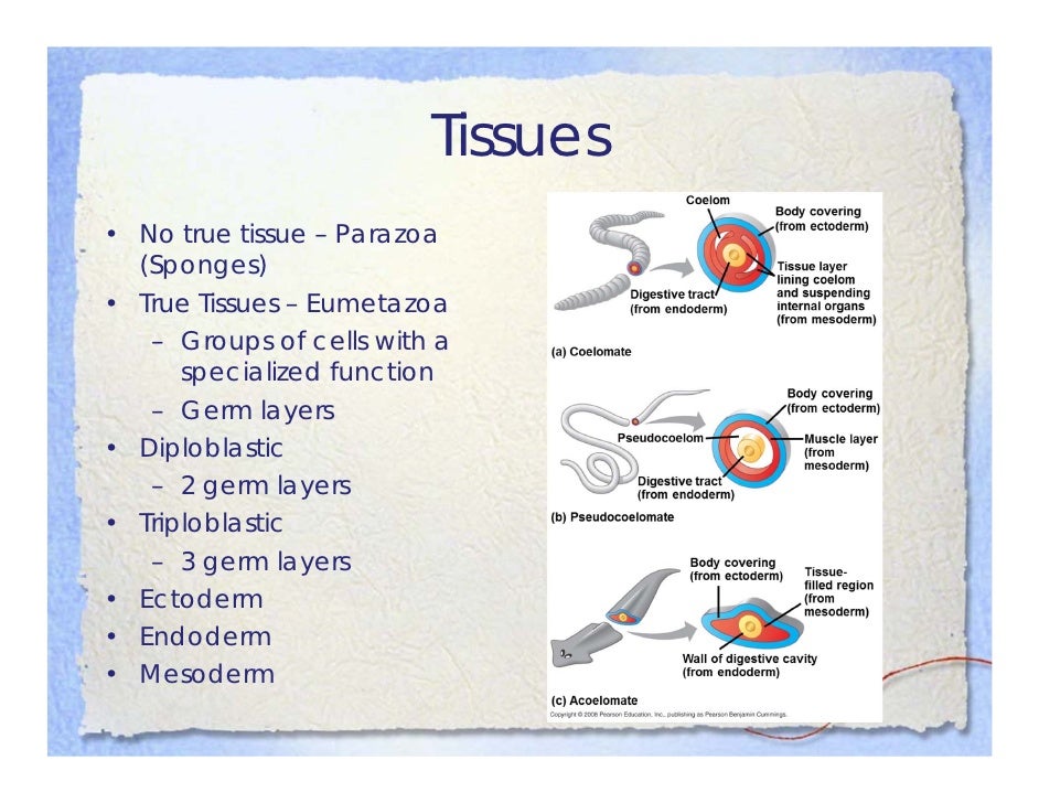 Ch 32 intro to animal diversity 1011 mode]