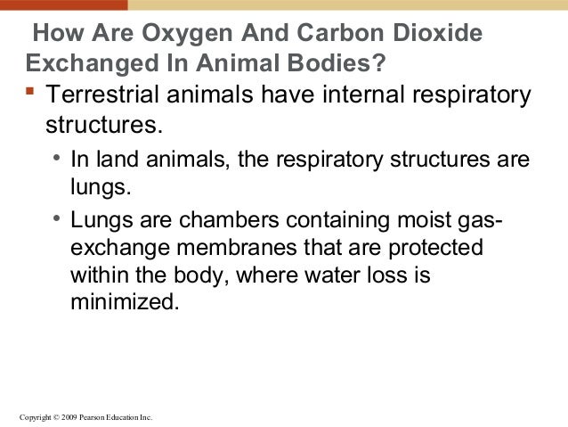 oxygen and carbon dioxide are exchanged oxygen and carbon dioxide are exchanged