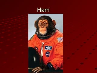 HamHam
 