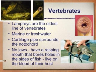 Vertebrates
• Lampreys are the oldest
line of vertebrates
• Marine or freshwater
• Cartilage pipe surrounds
the notochord
...