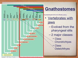 Gnathostomes
• Vertebrates with
jaws
– Evolved from the
pharyngeal slits
– 2 major classes:
• Class
Chondrichtyes
• Class
...