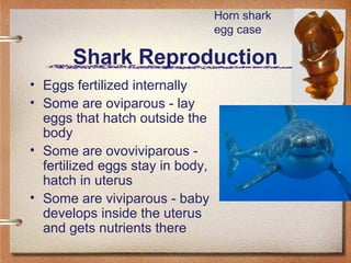Shark Reproduction
• Eggs fertilized internally
• Some are oviparous - lay
eggs that hatch outside the
body
• Some are ovo...