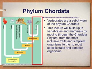 Phylum Chordata
• Vertebrates are a subphylum
of the phylum Chordata
• This lecture will build up to
vertebrates and mamma...