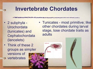 Invertebrate Chordates
• 2 subphyla -
Urochordata
(tunicates) and
Cephalochordata
(lancelets)
• Think of these 2
groups as...