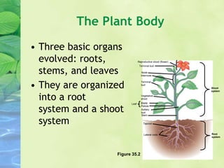 Ch35_36_Plant Structure, Growth, and Development.ppt