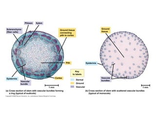 Anatomy of Vascular Plants and land plants.ppt
