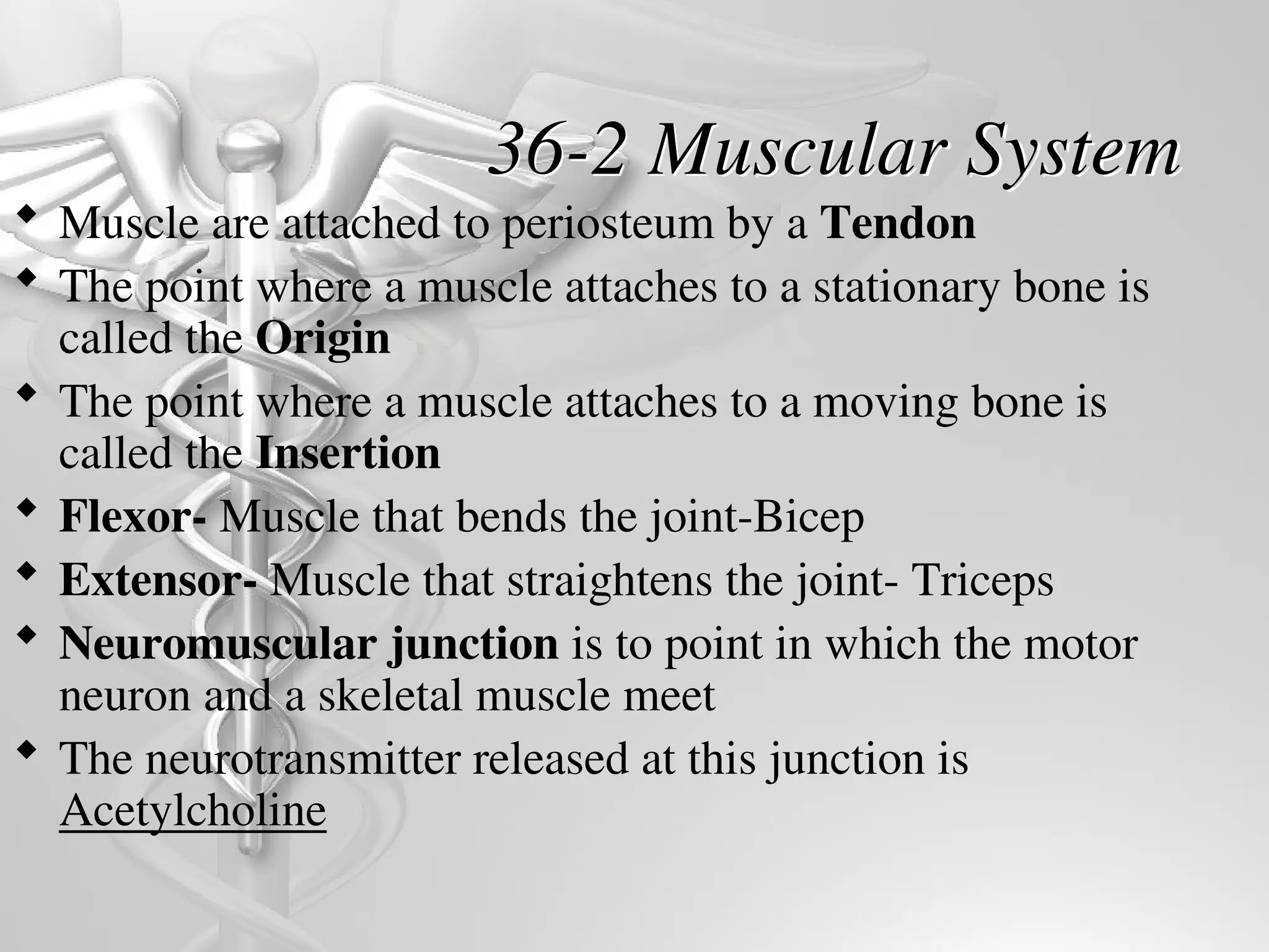 36-2 Muscular System
 Muscle are attached to periosteum by a Tendon
 The point where a muscle attaches to a stationary bone is
called the Origin
 The point where a muscle attaches to a moving bone is
called the Insertion
 Flexor- Muscle that bends the joint-Bicep
 Extensor- Muscle that straightens the joint- Triceps
 Neuromuscular junction is to point in which the motor
neuron and a skeletal muscle meet
 The neurotransmitter released at this junction is
Acetylcholine
 