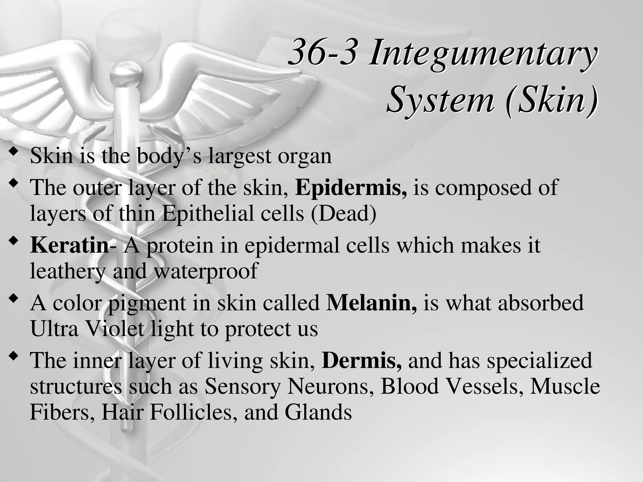36-3 Integumentary
System (Skin)
 Skin is the body’s largest organ
 The outer layer of the skin, Epidermis, is composed of
layers of thin Epithelial cells (Dead)
 Keratin- A protein in epidermal cells which makes it
leathery and waterproof
 A color pigment in skin called Melanin, is what absorbed
Ultra Violet light to protect us
 The inner layer of living skin, Dermis, and has specialized
structures such as Sensory Neurons, Blood Vessels, Muscle
Fibers, Hair Follicles, and Glands
 