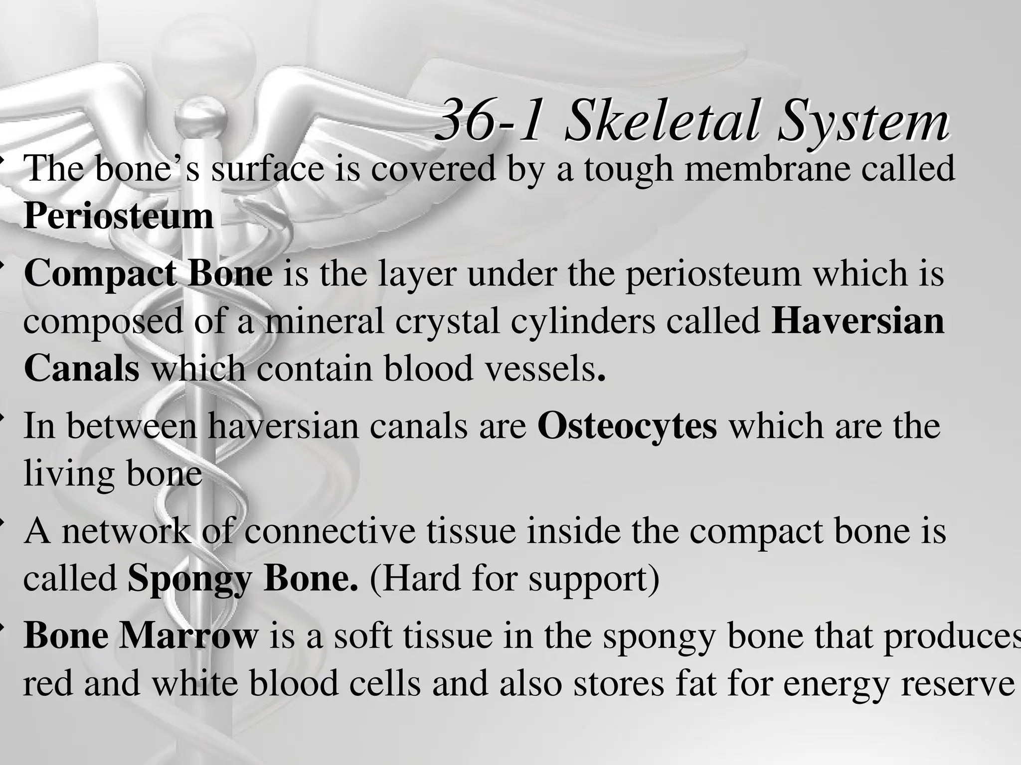 36-1 Skeletal System
 The bone’s surface is covered by a tough membrane called
Periosteum
 Compact Bone is the layer under the periosteum which is
composed of a mineral crystal cylinders called Haversian
Canals which contain blood vessels.
 In between haversian canals are Osteocytes which are the
living bone
 A network of connective tissue inside the compact bone is
called Spongy Bone. (Hard for support)
 Bone Marrow is a soft tissue in the spongy bone that produces
red and white blood cells and also stores fat for energy reserve
 