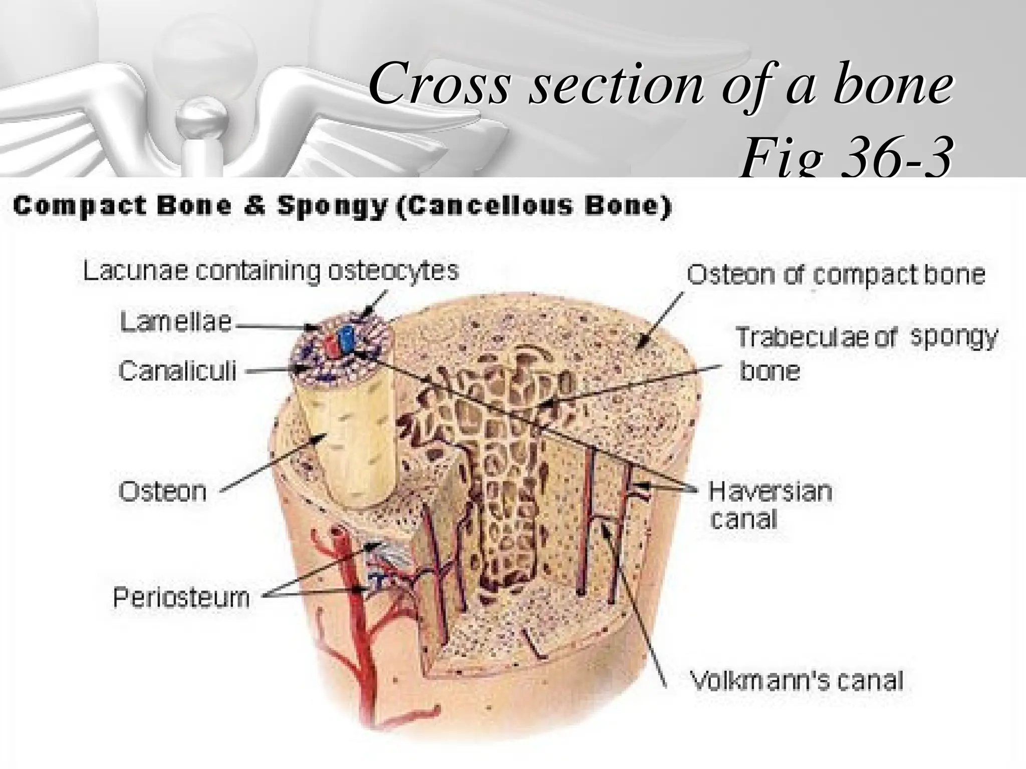 Cross section of a bone
Fig 36-3
 