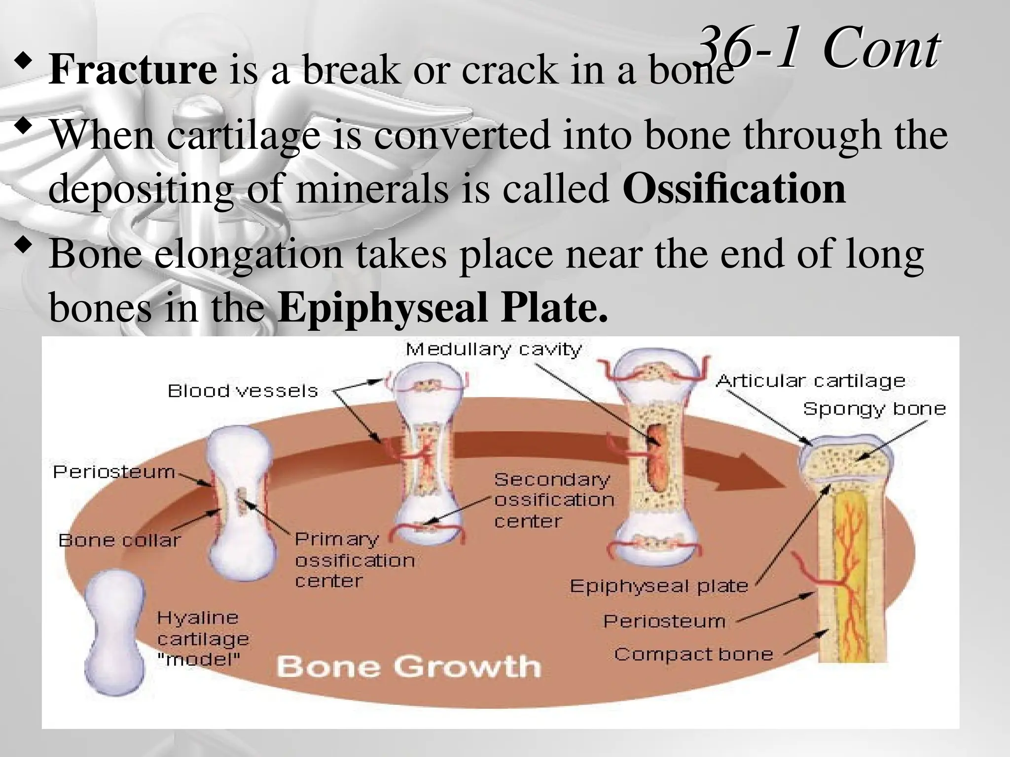 36-1 Cont
 Fracture is a break or crack in a bone
 When cartilage is converted into bone through the
depositing of minerals is called Ossification
 Bone elongation takes place near the end of long
bones in the Epiphyseal Plate.
 