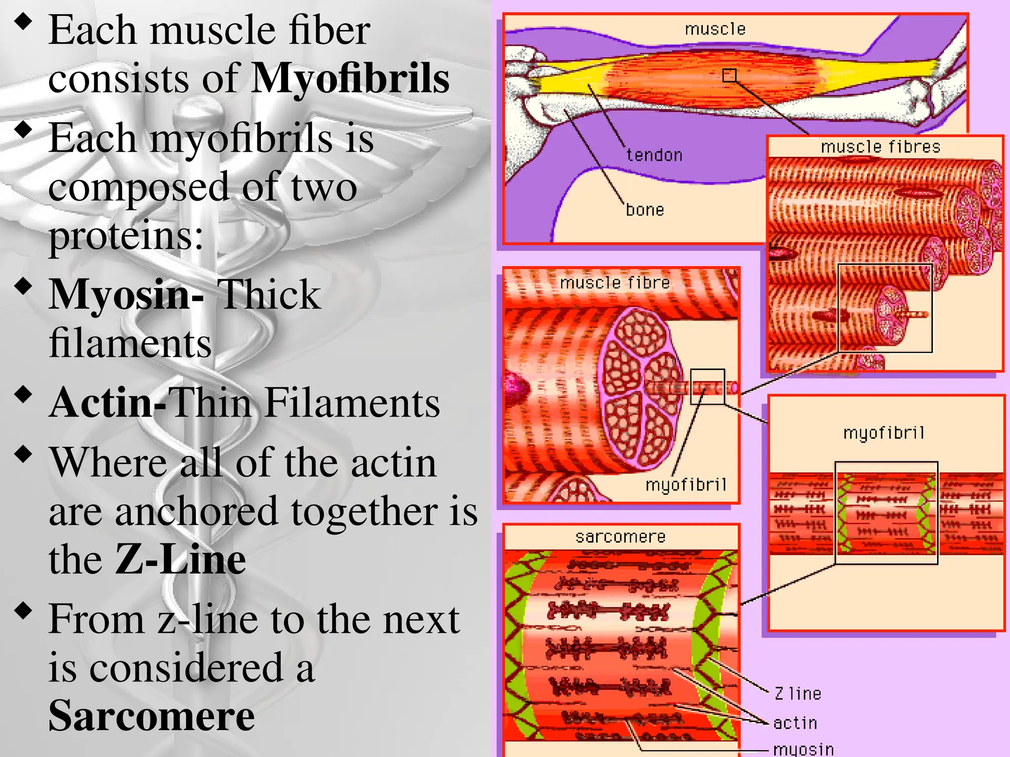  Each muscle fiber
consists of Myofibrils
 Each myofibrils is
composed of two
proteins:
 Myosin- Thick
filaments
 Actin-Thin Filaments
 Where all of the actin
are anchored together is
the Z-Line
 From z-line to the next
is considered a
Sarcomere
 
