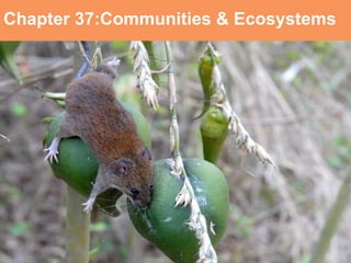 Chapter 37:Communities & Ecosystems Communities and Ecosystems 