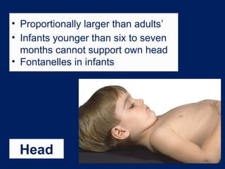 Head
• Proportionally larger than adults’
• Infants younger than six to seven
months cannot support own head
• Fontanelles in infants
 