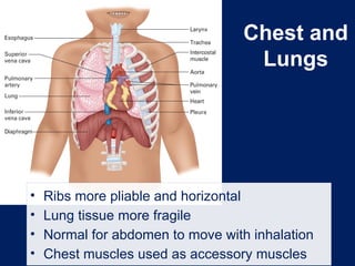 Chest and
Lungs
• Ribs more pliable and horizontal
• Lung tissue more fragile
• Normal for abdomen to move with inhalation
• Chest muscles used as accessory muscles
 