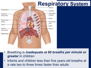 Respiratory System
• Breathing is inadequate at 60 breaths per minute or
greater in children
• Infants and children less than five years old breathe at
a rate two to three times faster than adults
 