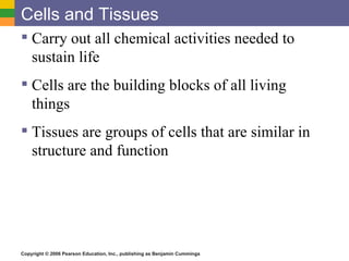 Cells and Tissues
 Carry out all chemical activities needed to
  sustain life
 Cells are the building blocks of all living
  things
 Tissues are groups of cells that are similar in
  structure and function




Copyright © 2006 Pearson Education, Inc., publishing as Benjamin Cummings
 