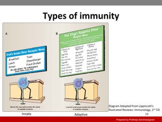 Innate Adaptive
Prepared by Pratheep Sandrasaigaran
10
Types of immunity
Diagram Adopted from Lippincott's
Illustrated Reviews: Immunology, 2nd
ED
 