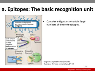 a. Epitopes: The basic recognition unit
Prepared by Pratheep Sandrasaigaran
20
• Complex antigens may contain large
numbers of different epitopes.
Diagram Adopted from Lippincott's
Illustrated Reviews: Immunology, 2nd
ED
 