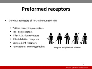 Preformed receptors
Prepared by Pratheep Sandrasaigaran
34
• Known as receptors of innate immune system.
• Pattern recognition receptors.
• Toll - like receptors
• Killer activation receptors
• Killer inhibition receptors
• Complement receptors
• Fc receptors: Immunoglobulins Diagram Adopted from Internet
 