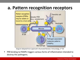 a. Pattern recognition receptors
Prepared by Pratheep Sandrasaigaran
36
• PRR binding to PAMPs triggers various forms of inflammation intended to
destroy the pathogens.
Diagram Adopted from Lippincott's Illustrated Reviews: Immunology, 2nd
ED
 