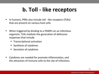 b. Toll - like receptors
Prepared by Pratheep Sandrasaigaran
37
• In humans, PRRs also include toll - like receptors (TLRs)
that are present on various host cells.
• When triggered by binding to a PAMPs on an infectious
organism, TLRs mediate the generation of defensive
responses that include
• Transcriptional activation
• Synthesis of cytokines
• Secretion of cytokines
• Cytokines are needed for promote inflammation, and
the attraction of immune cells to the site of infections.
 