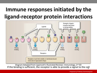 Immune responses initiated by the
ligand-receptor protein interactions
Prepared by Pratheep Sandrasaigaran
4
If the binding is sufficient, the receptor is able to provide a signal to the cell
Diagram Adopted from Lippincott's Illustrated Reviews: Immunology, 2nd
ED
 