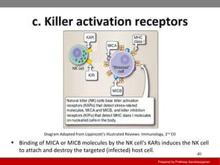 c. Killer activation receptors
Prepared by Pratheep Sandrasaigaran
40
• Binding of MICA or MICB molecules by the NK cell's KARs induces the NK cell
to attach and destroy the targeted (infected) host cell.
Diagram Adopted from Lippincott's Illustrated Reviews: Immunology, 2nd
ED
 