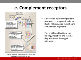 e. Complement receptors
Prepared by Pratheep Sandrasaigaran
44
• Cell-surface bound complement
receptors on phagocytic cells and
B cells will recognize these bound
complement fragments.
• This enable and facilitate the
binding, ingestion, and internal
degradation of the tagged
microbes.
Diagram Adopted from Lippincott's Illustrated
Reviews: Immunology, 2nd
ED
 