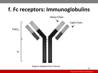 f. Fc receptors: Immunoglobulins
Prepared by Pratheep Sandrasaigaran
46
Diagram Adopted from Internet
 