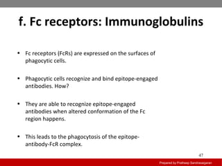 f. Fc receptors: Immunoglobulins
Prepared by Pratheep Sandrasaigaran
47
• Fc receptors (FcRs) are expressed on the surfaces of
phagocytic cells.
• Phagocytic cells recognize and bind epitope-engaged
antibodies. How?
• They are able to recognize epitope-engaged
antibodies when altered conformation of the Fc
region happens.
• This leads to the phagocytosis of the epitope-
antibody-FcR complex.
 