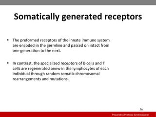 Somatically generated receptors
Prepared by Pratheep Sandrasaigaran
56
• The preformed receptors of the innate immune system
are encoded in the germline and passed on intact from
one generation to the next.
• In contrast, the specialized receptors of B cells and T
cells are regenerated anew in the lymphocytes of each
individual through random somatic chromosomal
rearrangements and mutations.
 