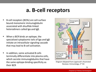 a. B-cell receptors
Prepared by Pratheep Sandrasaigaran
58
• B-cell receptors (BCRs) are cell-surface
bound monomeric immunoglobulin
associated with disulfide-linked
heterodimers called lgα and lgβ.
• When a BCR binds an epitope, the
specialized cytoplasmic tails of lgα and lgβ
initiate an intracellular signaling cascade
that may lead to B-cell activation.
• In addition, some activated B cells
terminally differentiate into plasma cells,
which secrete immunoglobulins that have
the same epitope-binding specificity as
their BCR
Diagram Adopted from Lippincott's Illustrated
Reviews: Immunology, 2nd
ED
 