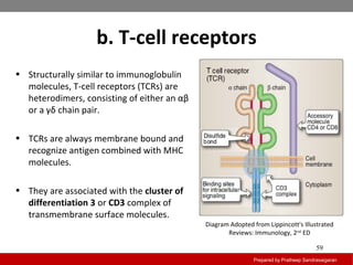 b. T-cell receptors
Prepared by Pratheep Sandrasaigaran
59
• Structurally similar to immunoglobulin
molecules, T-cell receptors (TCRs) are
heterodimers, consisting of either an αβ
or a γδ chain pair.
• TCRs are always membrane bound and
recognize antigen combined with MHC
molecules.
• They are associated with the cluster of
differentiation 3 or CD3 complex of
transmembrane surface molecules.
Diagram Adopted from Lippincott's Illustrated
Reviews: Immunology, 2nd
ED
 
