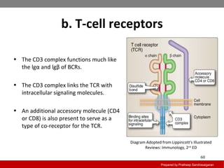 b. T-cell receptors
Prepared by Pratheep Sandrasaigaran
60
• The CD3 complex functions much like
the lgα and lgβ of BCRs.
• The CD3 complex links the TCR with
intracellular signaling molecules.
• An additional accessory molecule (CD4
or CD8) is also present to serve as a
type of co-receptor for the TCR.
Diagram Adopted from Lippincott's Illustrated
Reviews: Immunology, 2nd
ED
 