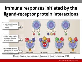 Immune responses initiated by the
ligand-receptor protein interactions
Prepared by Pratheep Sandrasaigaran
7
Diagram Adopted from Lippincott's Illustrated Reviews: Immunology, 2nd
ED
 