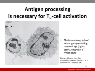 Antigen processing
is necessary for TH-cell activation
Prepared by Pratheep Sandrasaigaran
70
• Electron micrograph of
an antigen-presenting
macrophage (right)
associating with a T
lymphocyte
Diagram Adopted from Kuby
Immunology by Kindt Thomas J., W.H.
Greeman and Company, 2007
 