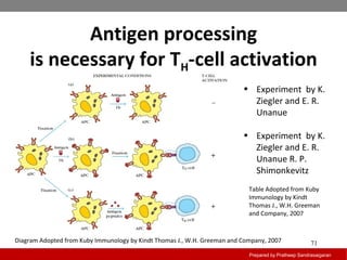 Antigen processing
is necessary for TH-cell activation
Prepared by Pratheep Sandrasaigaran
71
• Experiment by K.
Ziegler and E. R.
Unanue
• Experiment by K.
Ziegler and E. R.
Unanue R. P.
Shimonkevitz
Table Adopted from Kuby
Immunology by Kindt
Thomas J., W.H. Greeman
and Company, 2007
Diagram Adopted from Kuby Immunology by Kindt Thomas J., W.H. Greeman and Company, 2007
 