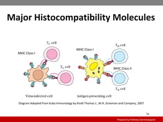 Major Histocompatibility Molecules
Prepared by Pratheep Sandrasaigaran
76
Diagram Adopted from Kuby Immunology by Kindt Thomas J., W.H. Greeman and Company, 2007
MHC Class I
MHC Class II
MHC Class I
 