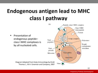 Endogenous antigen lead to MHC
class I pathway
Prepared by Pratheep Sandrasaigaran
83
• Presentation of
endogenous peptide–
class I MHC complexes is
by all nucleated cells.
Diagram Adopted from Kuby Immunology by Kindt
Thomas J., W.H. Greeman and Company, 2007
 