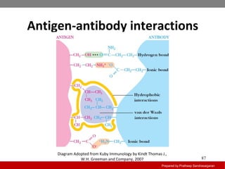 Antigen-antibody interactions
Prepared by Pratheep Sandrasaigaran
87
Diagram Adopted from Kuby Immunology by Kindt Thomas J.,
W.H. Greeman and Company, 2007
 