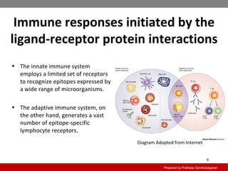 Immune responses initiated by the
ligand-receptor protein interactions
Prepared by Pratheep Sandrasaigaran
9
• The innate immune system
employs a limited set of receptors
to recognize epitopes expressed by
a wide range of microorganisms.
• The adaptive immune system, on
the other hand, generates a vast
number of epitope-specific
lymphocyte receptors.
Diagram Adopted from Internet
 