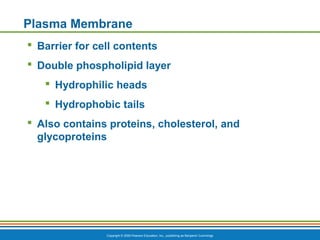 Copyright © 2009 Pearson Education, Inc., publishing as Benjamin Cummings
Plasma Membrane
 Barrier for cell contents
 Double phospholipid layer
 Hydrophilic heads
 Hydrophobic tails
 Also contains proteins, cholesterol, and
glycoproteins
 