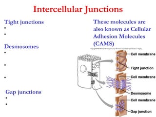 Intercellular Junctions ,[object Object],[object Object],[object Object],[object Object],[object Object],[object Object],[object Object],[object Object],[object Object],[object Object],These molecules are also known as Cellular Adhesion Molecules (CAMS) 