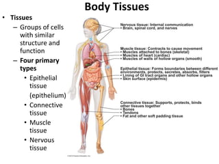 Body Tissues
• Tissues
   – Groups of cells
     with similar
     structure and
     function
   – Four primary
     types
       • Epithelial
         tissue
         (epithelium)
       • Connective
         tissue
       • Muscle
         tissue
       • Nervous
         tissue
 