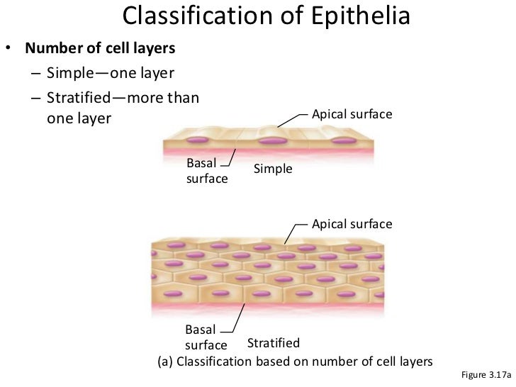 nb ch 3 tissues 4 728