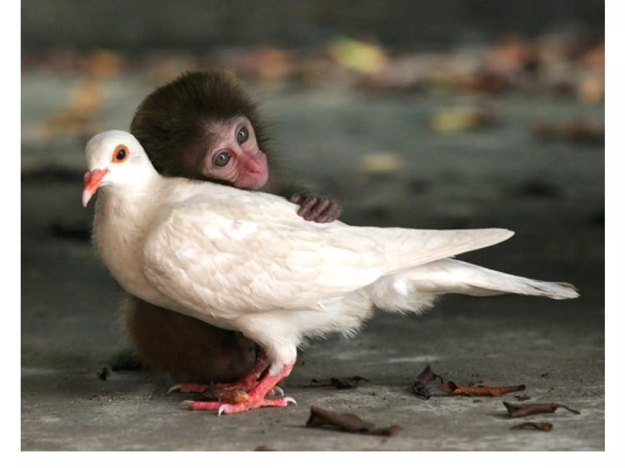 Ch3 communities, biomes, ecosystems