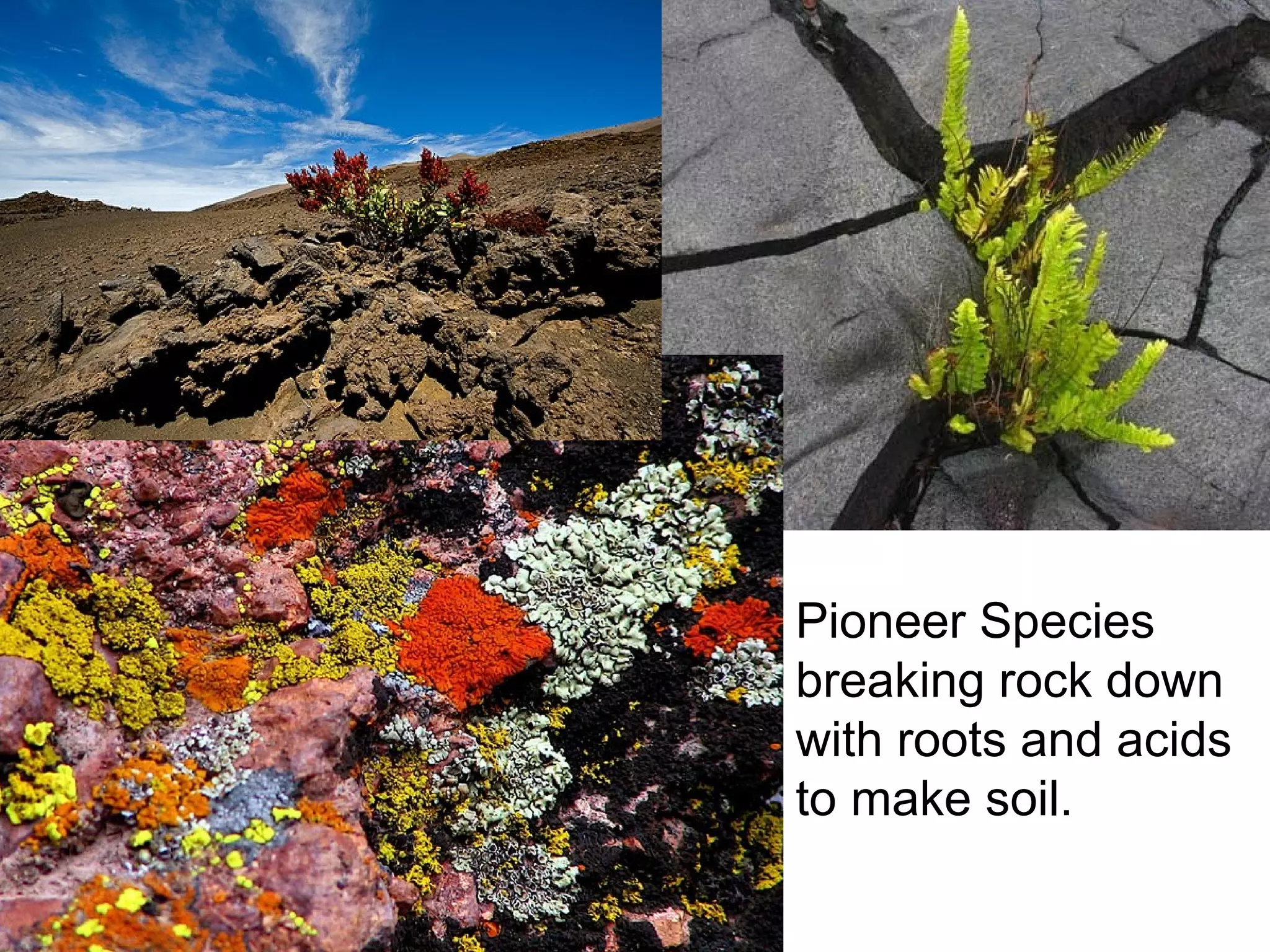Pioneer Species
breaking rock down
with roots and acids
to make soil.
 